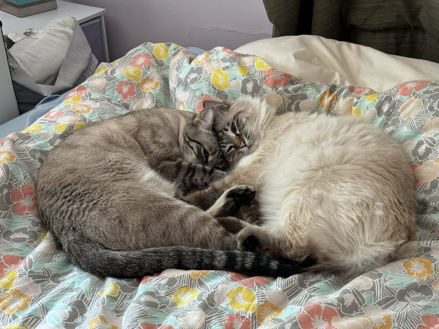 Two of the cats