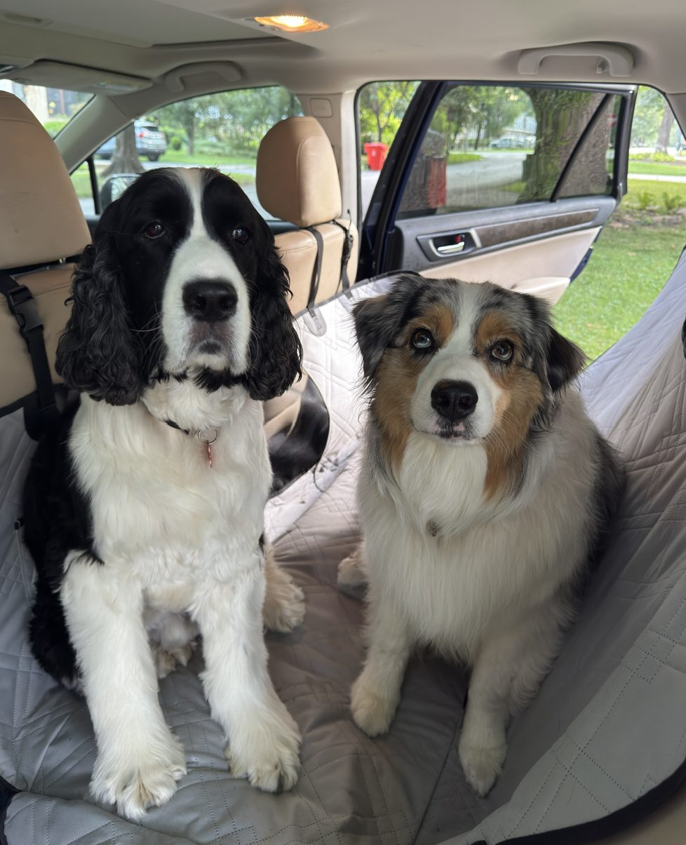The two dogs